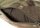 Clawgear Muff multicam