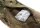 Clawgear Muff multicam