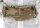 Clawgear Muff multicam